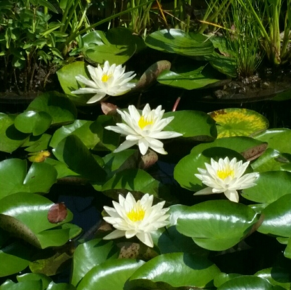 Meet your Posher, Natasha - Picture 1 of 1